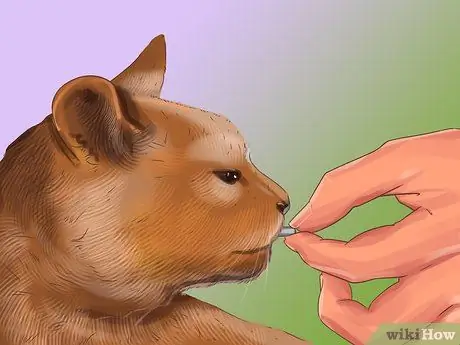 Социализируйте испуганного кота Шаг 9