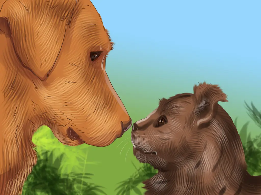 3 способа пообщаться с напуганной кошкой