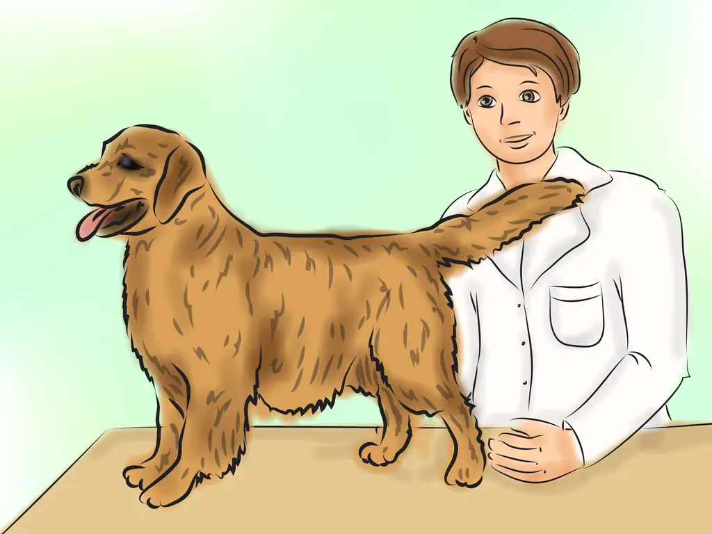 3 способа успокоить собаку естественными средствами