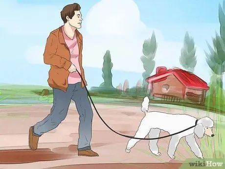 Дрессировка пуделей Шаг 12