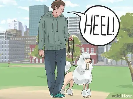 Дрессировка пуделей Шаг 13