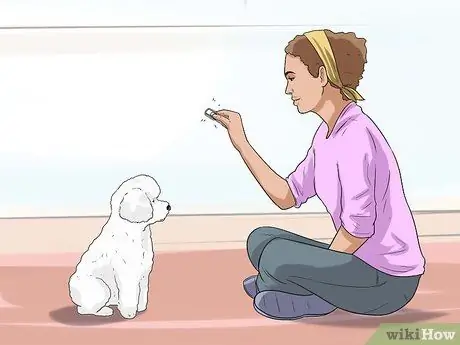 Дрессировка пуделей Шаг 17