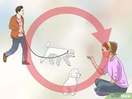 Дрессировка пуделей Шаг 18