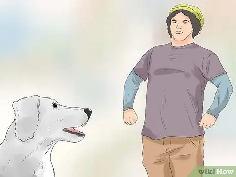 Дрессировка пуделей Шаг 19