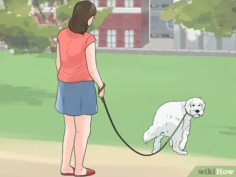 Дрессировка пуделей Шаг 5