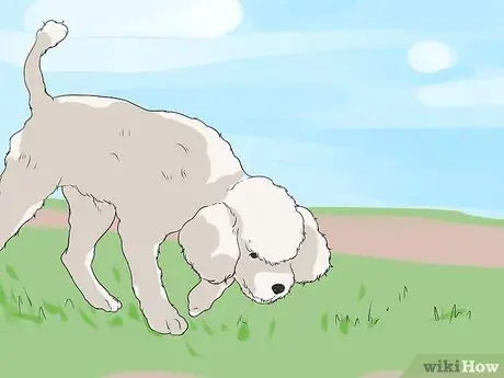 Дрессировка пуделей Шаг 8