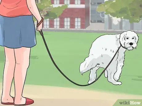 Дрессировка пуделей Шаг 9