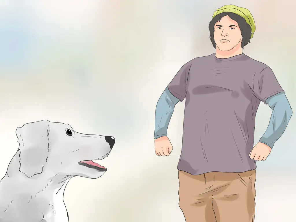 Как дрессировать пуделей (с иллюстрациями)