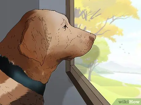 Сохраняйте спокойствие собаки после стерилизации Шаг 11