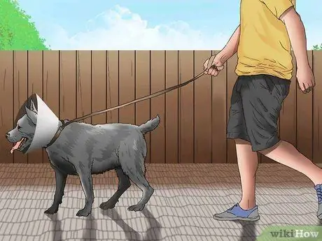 Сохраняйте спокойствие собаки после стерилизации Шаг 12