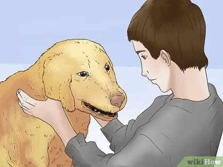 Сохраняйте спокойствие собаки после стерилизации Шаг 2