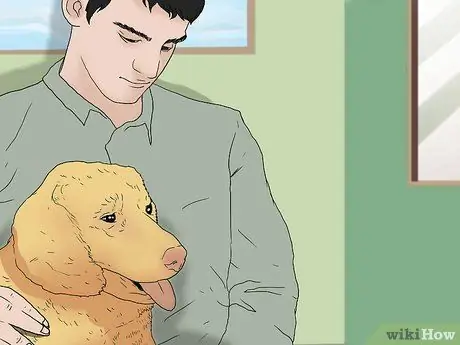 Сохраняйте спокойствие собаки после стерилизации Шаг 3