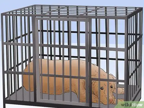 Сохраняйте спокойствие собаки после стерилизации Шаг 4