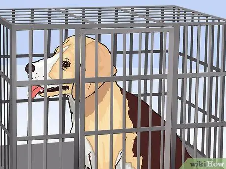 Сохраняйте спокойствие собаки после стерилизации Шаг 5