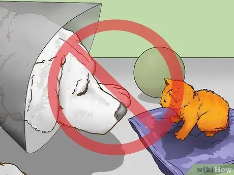 Сохраняйте спокойствие собаки после стерилизации Шаг 7