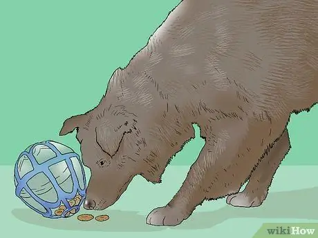 Сохраняйте спокойствие собаки после стерилизации Шаг 8