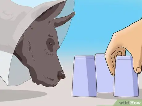 Сохраняйте спокойствие собаки после стерилизации Шаг 9