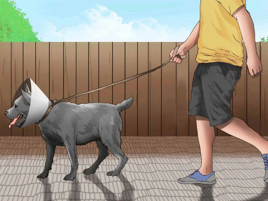 Как сохранить спокойствие собаки после стерилизации: 13 шагов