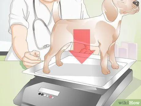 Стерилизовать собаку Шаг 4