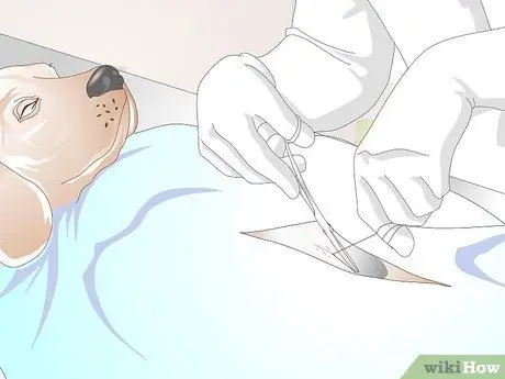 Стерилизовать собаку Шаг 5