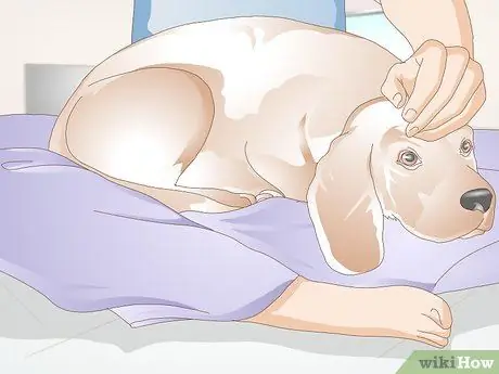 Стерилизовать собаку Шаг 7