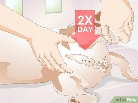 Стерилизовать собаку Шаг 8