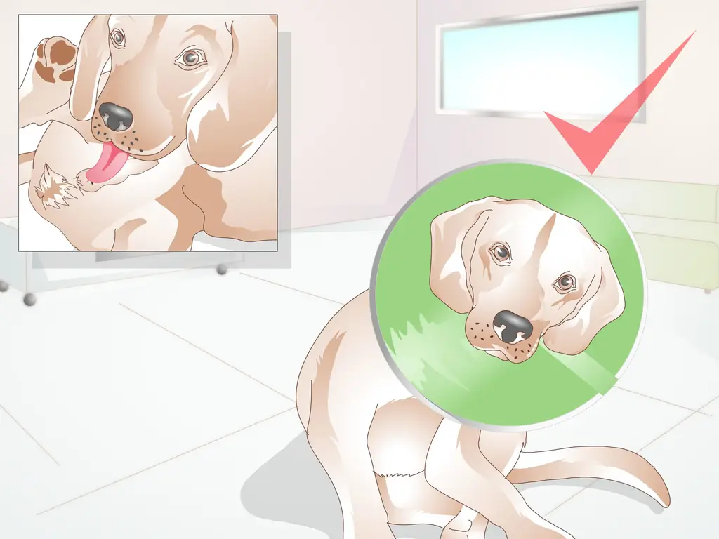 Как кастрировать собаку: 9 шагов (с иллюстрациями)