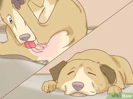 Профилактика пиометры у собак Шаг 10