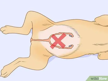 Предотвратить пиометру у собак Шаг 2