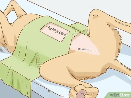 Предотвратить пиометру у собак Шаг 4