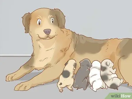 Профилактика пиометры у собак Шаг 5