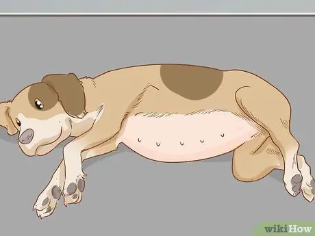 Предотвратить пиометру у собак Шаг 6