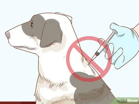 Предотвратить пиометру у собак Шаг 7