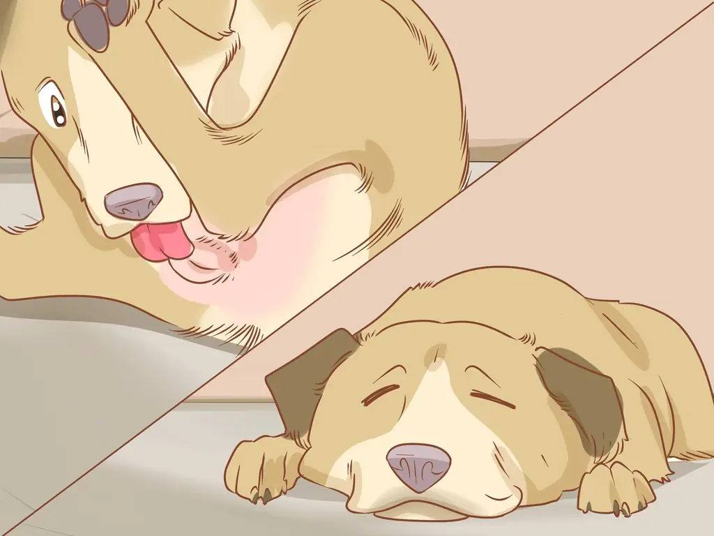 3 способа предотвратить пиометру у собак