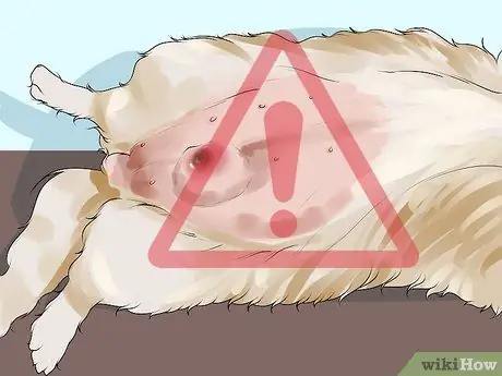 Лечить болезнь молочной железы у интактных сучек Шаг 1