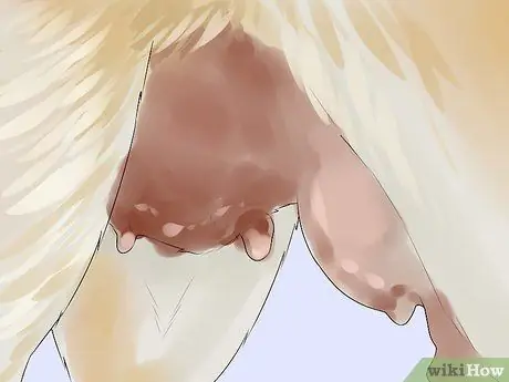 Лечить болезнь молочной железы у интактных сучек Шаг 10