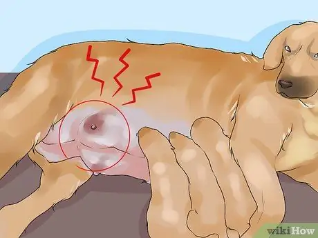 Лечить болезнь молочной железы у интактных сучек Шаг 11