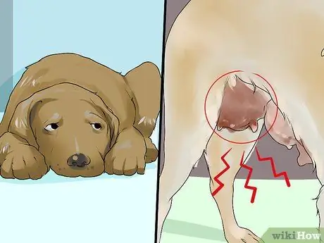 Лечить болезнь молочной железы у интактных сучек Шаг 13