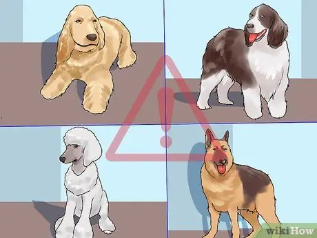 Лечить болезнь молочной железы у интактных сучек Шаг 14