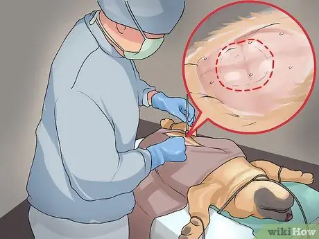 Лечить болезнь молочной железы у интактных сучек Шаг 2