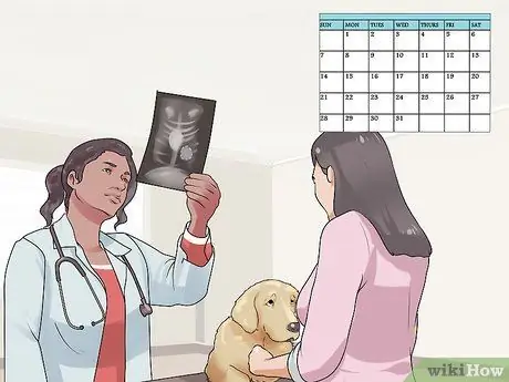 Лечить болезнь молочной железы у интактных сучек Шаг 4