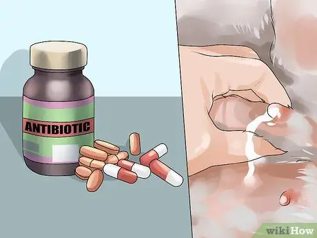 Лечить болезнь молочной железы у интактных сучек Шаг 5