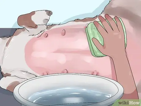 Лечить болезнь молочной железы у интактных сучек Шаг 6