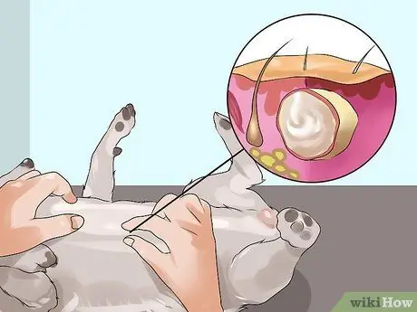 Лечить болезнь молочной железы у интактных сучек Шаг 8