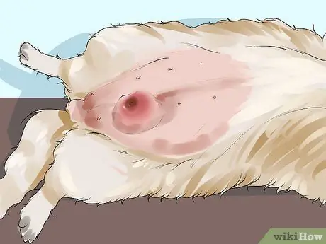 Лечить болезнь молочной железы у интактных сучек Шаг 9