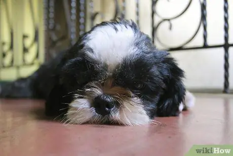 Заставьте собаку перестать играть с вами, шаг 1