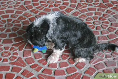 Заставьте вашу собаку перестать играть с вами, шаг 2