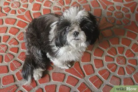 Заставьте вашу собаку перестать играть в Fetch With You Шаг 4