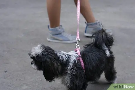 Заставьте вашу собаку перестать играть в Fetch With You Шаг 5