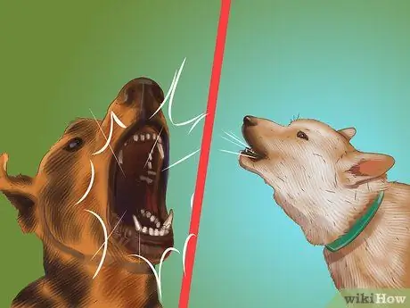 Избегайте яростных нападений собак на вашу маленькую собаку Шаг 1